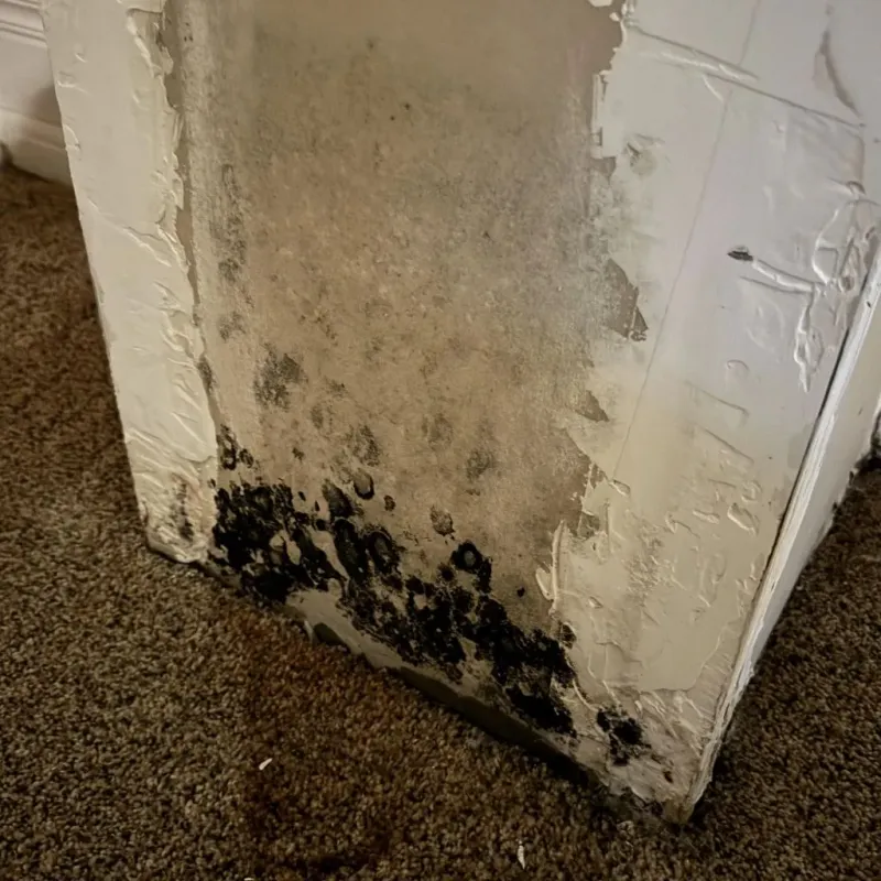 Professional Mold Removal in Medina County, TX